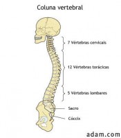 /album/galeria-de-fotos/coluna-com-cranio-jpg/